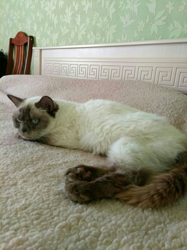 Прикольных котов пост