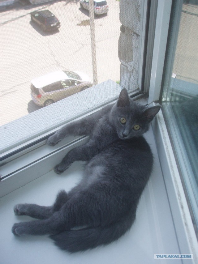 Котовторник 24.07.2012