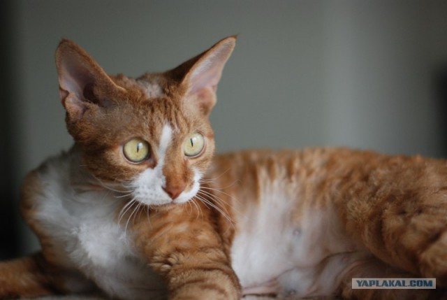 Котовторник  21.08.12