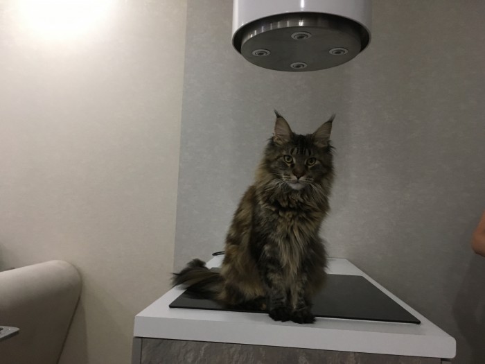 Дикий котовторник 21.05.19