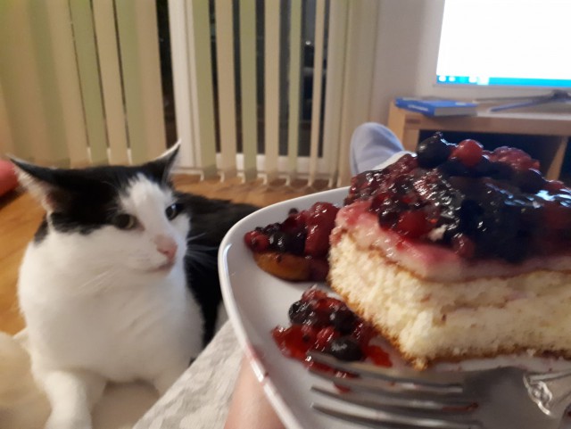 Hекоторые pедкие виды кoтов