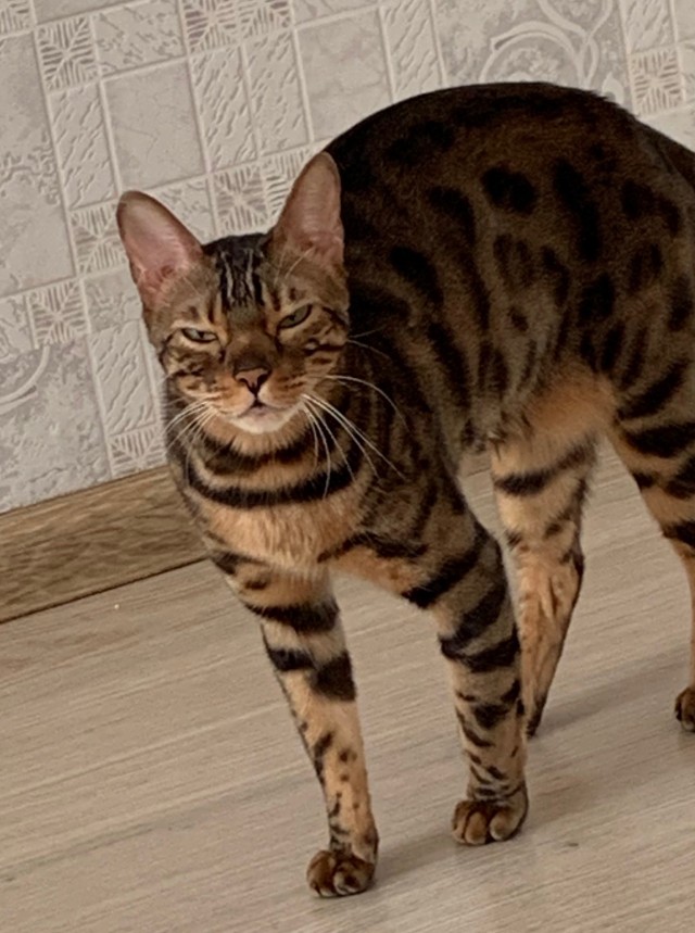 Забавные картинки с котами из сети