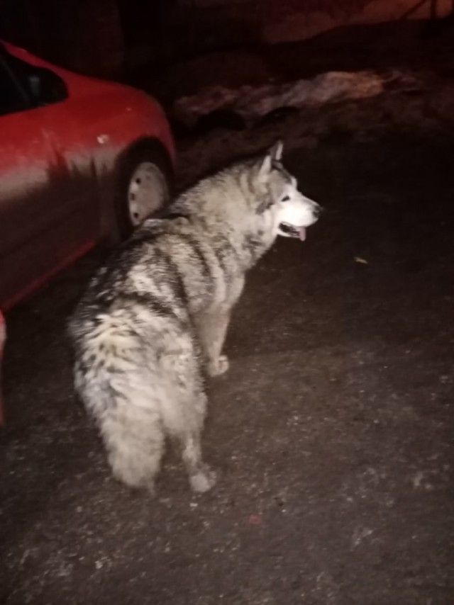 Живность 15.03.20
