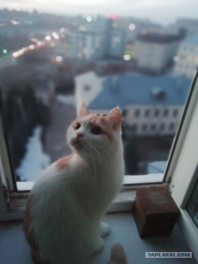 Про котов