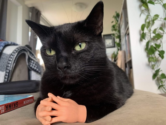 Эти забавные животные