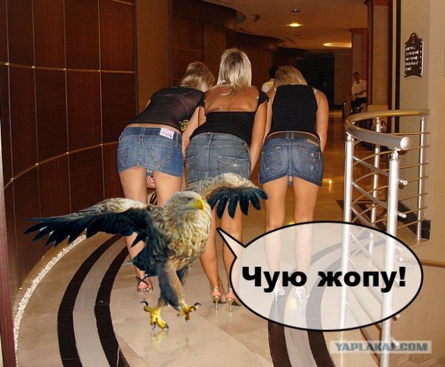 Суровый орел