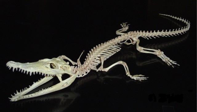 Рыбак нашел скелет непонятного животного у поселка Ямбург