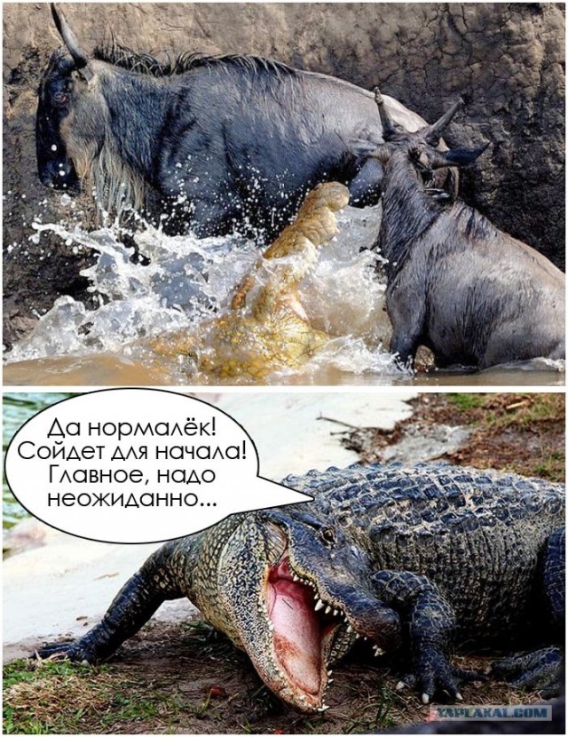 Сомы охотятся на голубей
