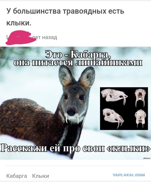 На свадьбу веганов зарезали кабачок