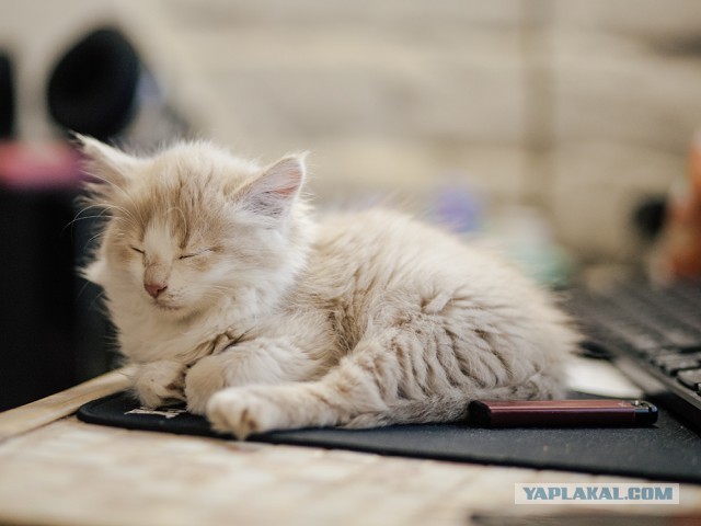 Калейдоскоп картинок