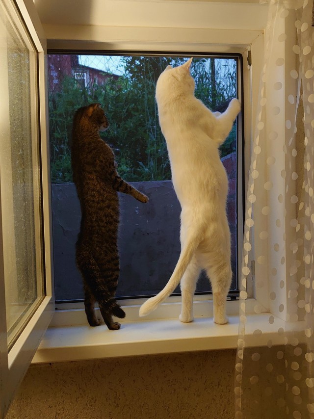 С котовторником!