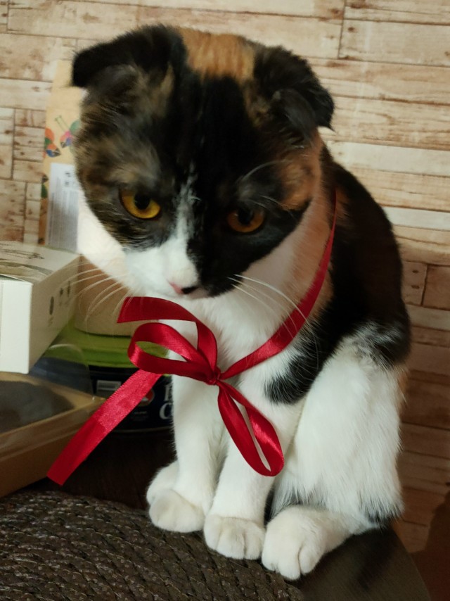 Котовторник. Поговорим о кличках, друзья