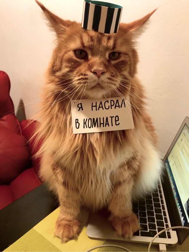 Дразнил собак, ловил птиц: На кота из Ленобласти написали заявление