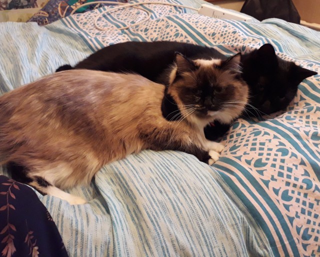 Котовторник 28.09.21