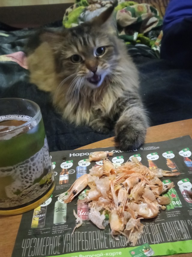 Новая хозяйка (к котовторнику)