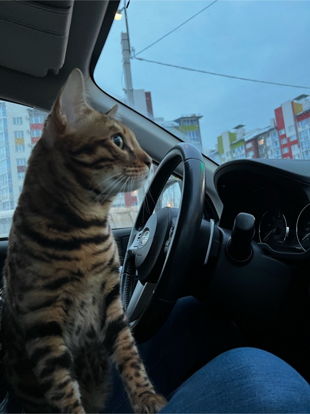 Кот и пылесос