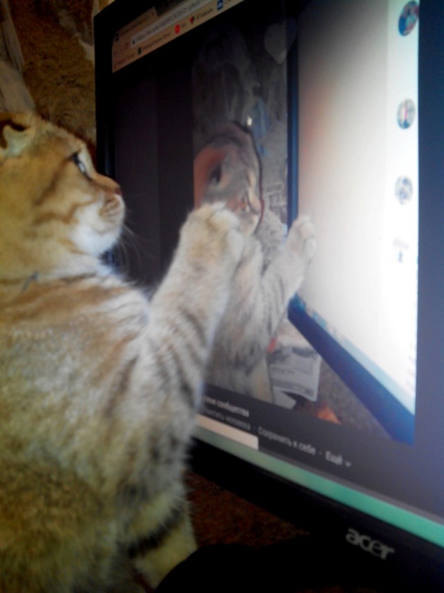 Котовторник
