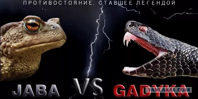 Обвинения Кадырова в адрес Пескова поддержали 86,5%