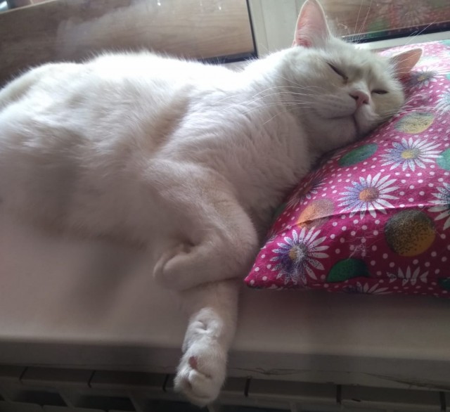 Котовторник ведь начался!