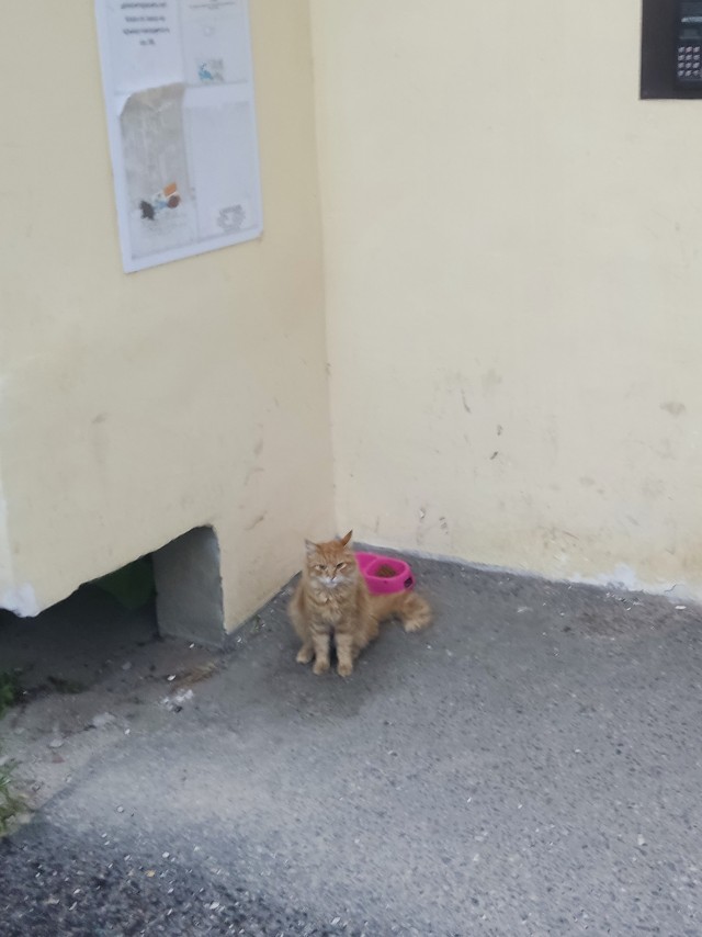 И снова день кошачий!