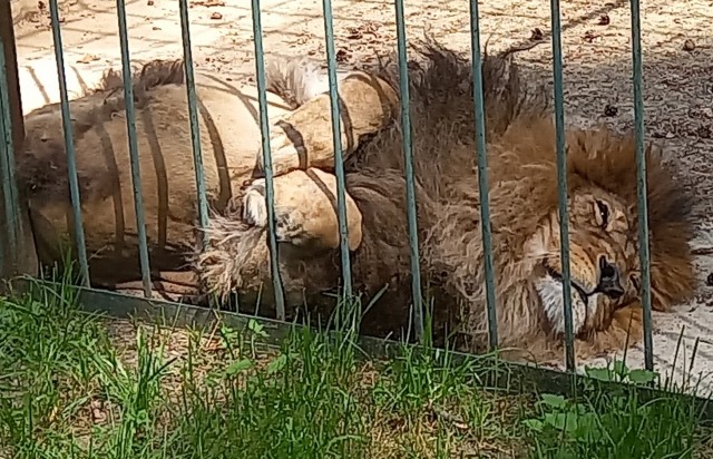Котовторнику быть