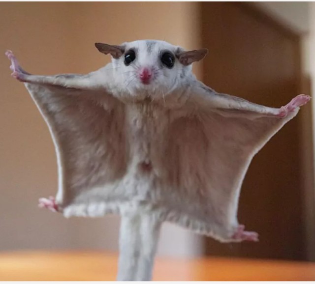 Фотожаба: Эксгибиционист