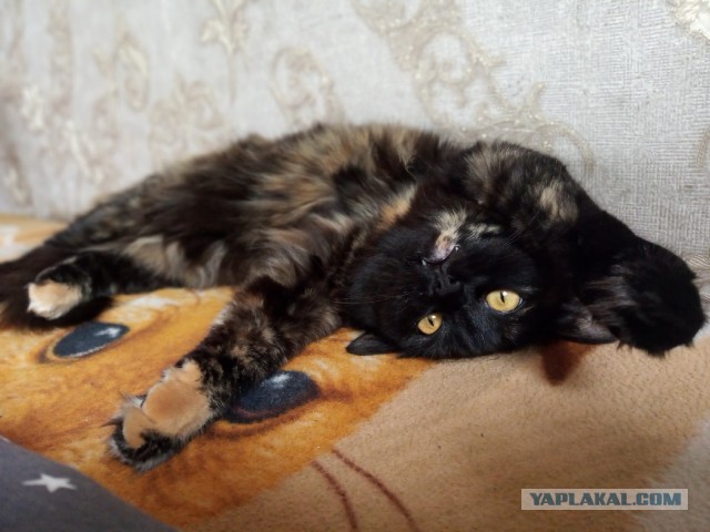 Сегодня День защиты черных котов!