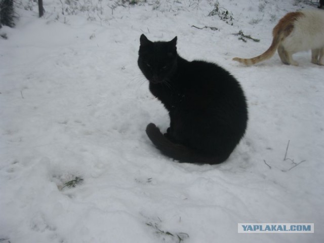 Жизнь домашнего приюта для котеек 422