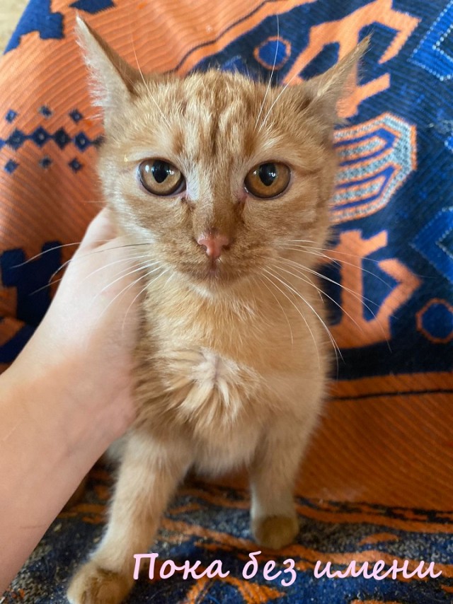Жизнь домашнего приюта "Котоленд" 365