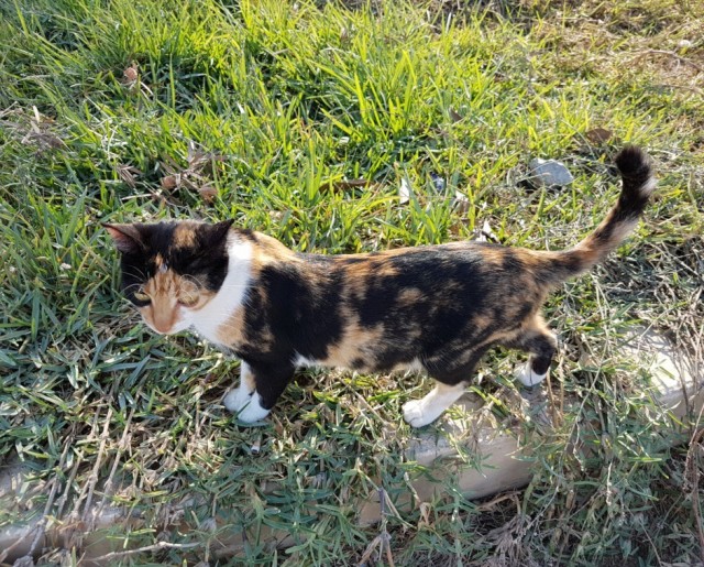 Кошаки. Греческие