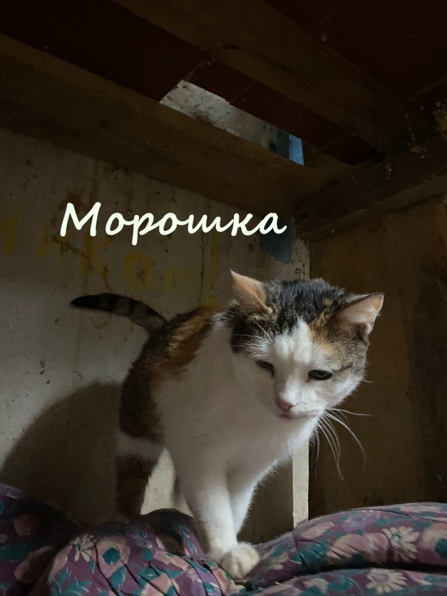 Жизнь домашнего приюта "Котоленд" 376