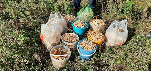 Записки тихого охотника