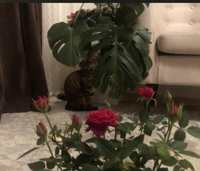 Год назад мы стали рабами (котовторник)