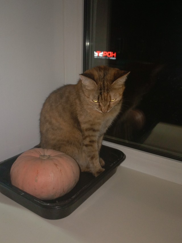 Котаны мои
