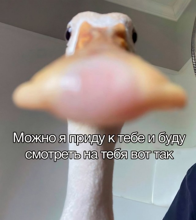 Красавчик.