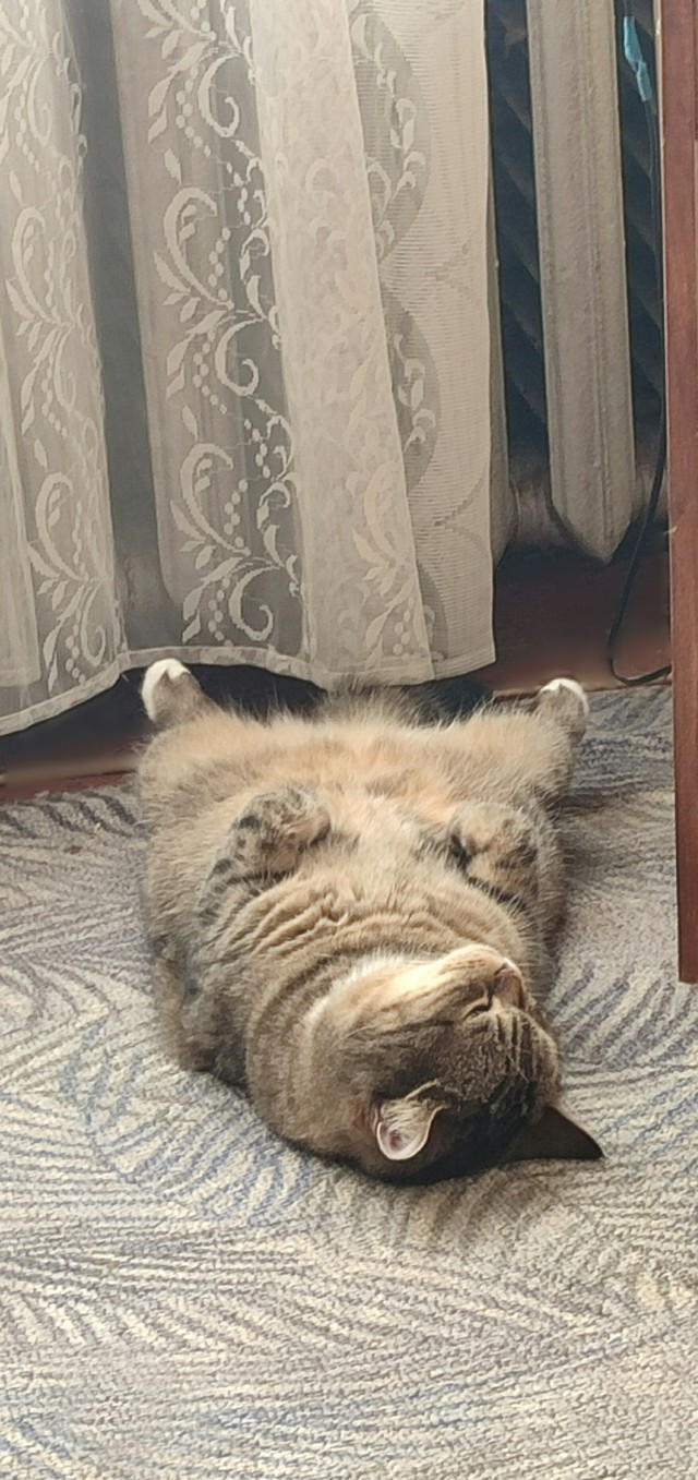 Всем кота за мой счёт. Я настаиваю