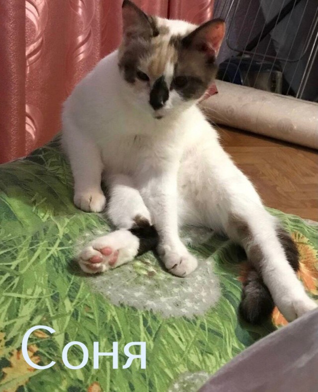 Жизнь домашнего приюта "Котоленд" 435