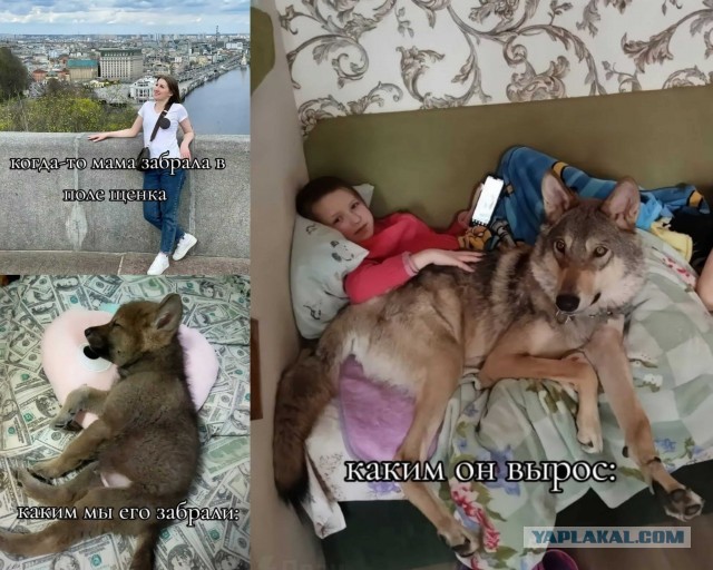 Тамасканская собака