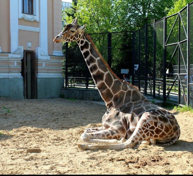 Умер Самсон Гамлетович Ленинградов. Ему было 30 лет