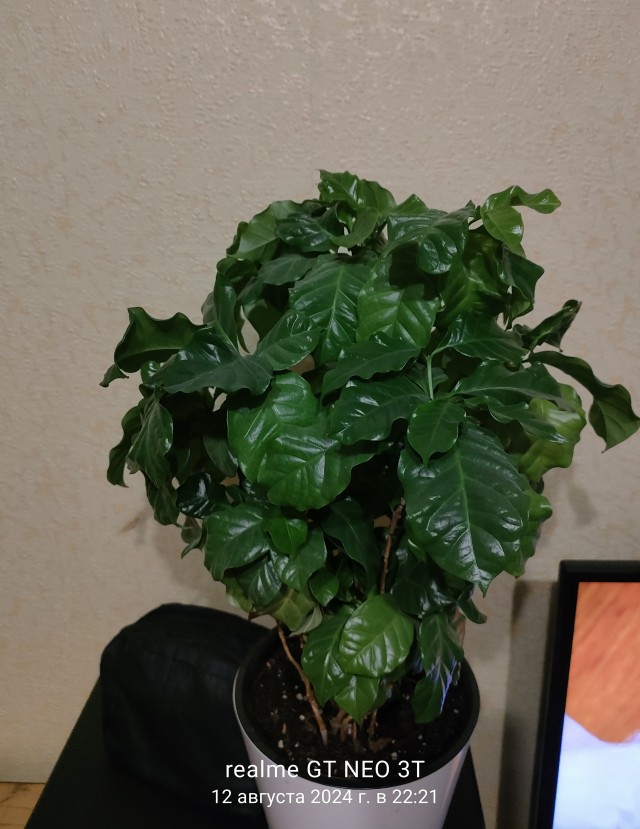 Кофейное дерево на подоконнике.
