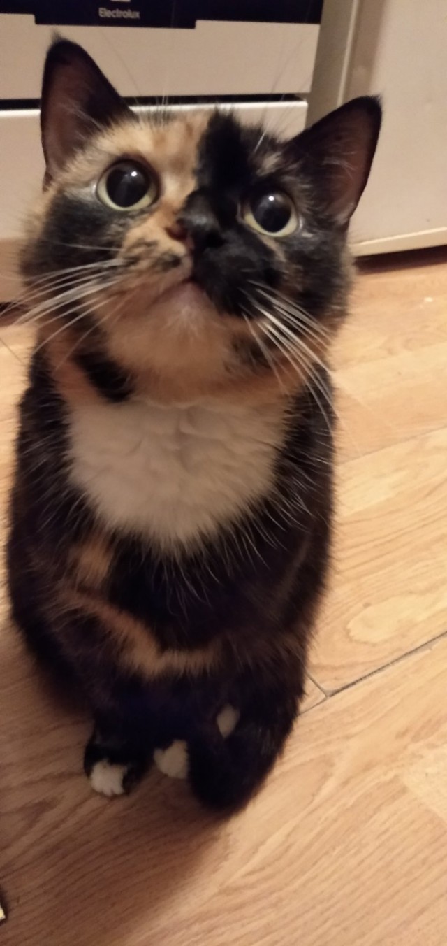 К котовторнику