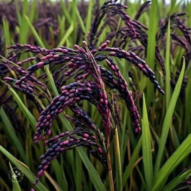 Бутан, таинственный Бутан