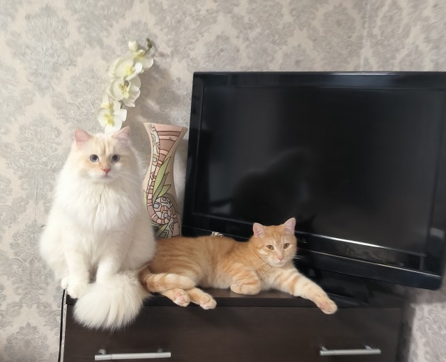 1 марта - день котов и кошек