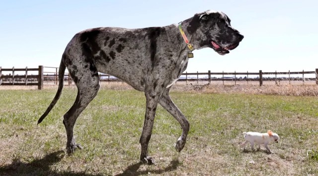 Самая большая в мире собака встретилась с самой маленькой