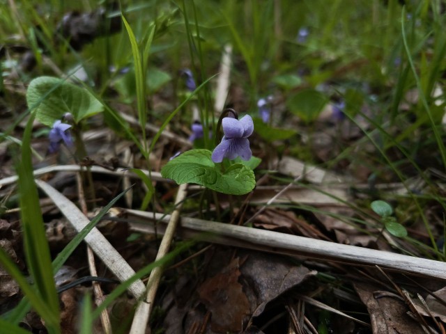 Литболталка