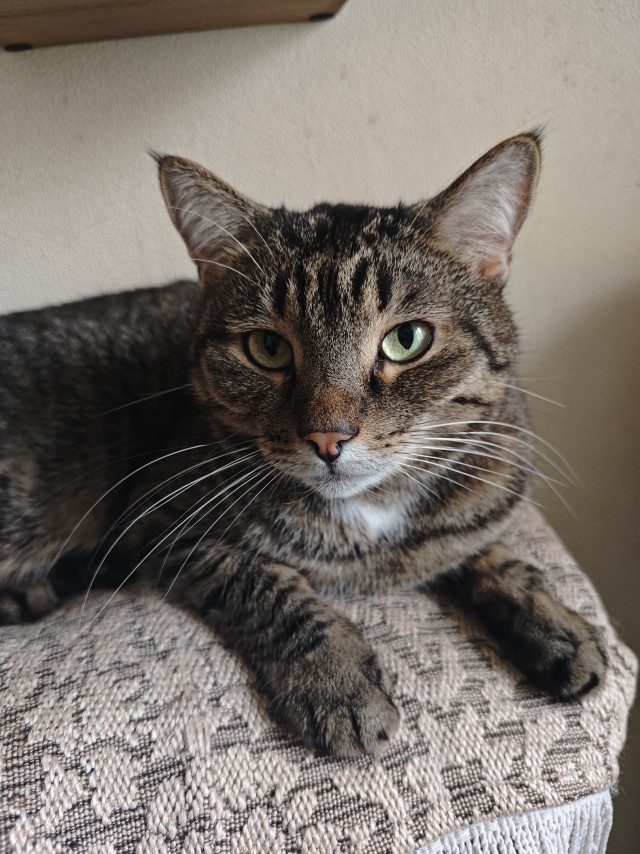 Усатый-полосатый