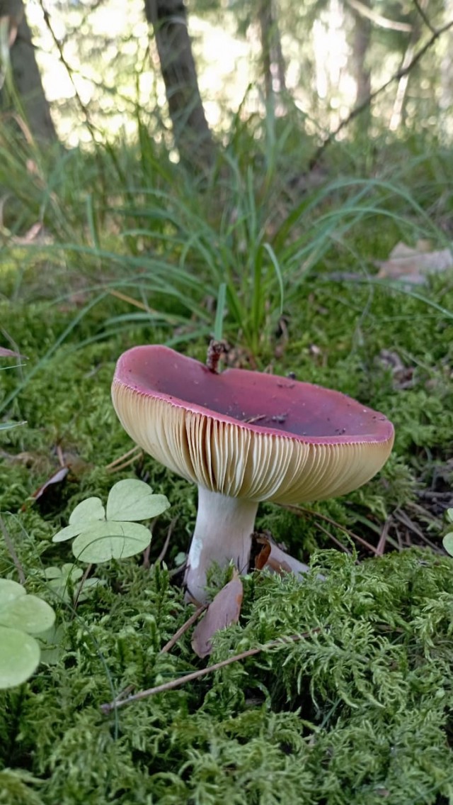 Грибное