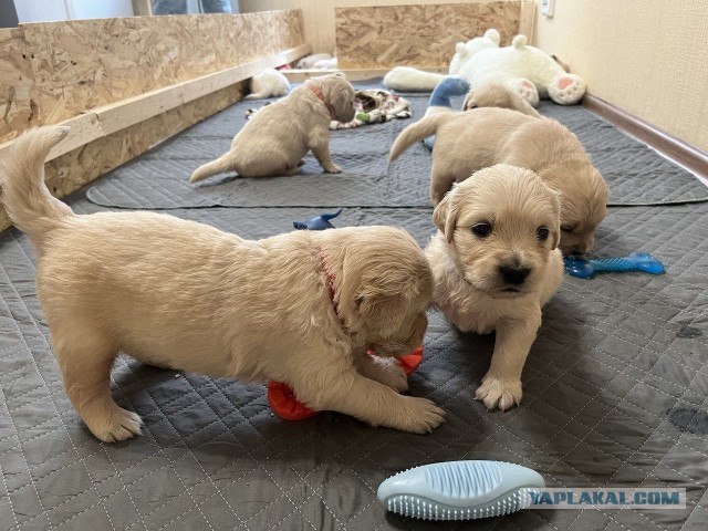 У кого нет собаки, но очень хочется