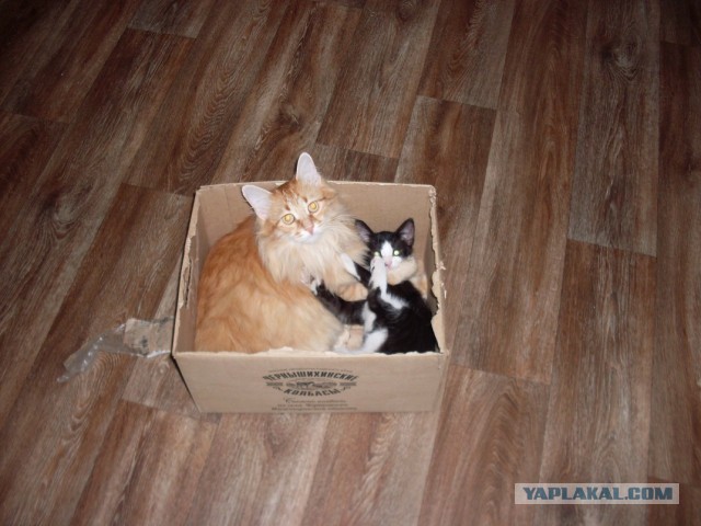 Котовторник