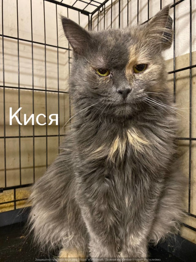 Жизнь домашнего приюта "Котоленд" 528
